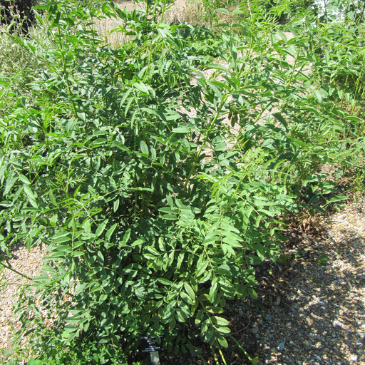 mulethi glycyrrhiza glabra