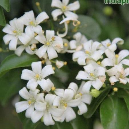 Murraya exotica,Satin Wood Tree, Cosmetic Bark Tree - Kadiyam Nursery