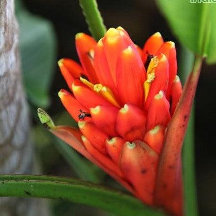 Musa coccinea, Musa uranoscopos,Ornamental Banana Orange, Scarlet Banana, Red Torch Banana, Red Flowering Thai Banana - Kadiyam Nursery