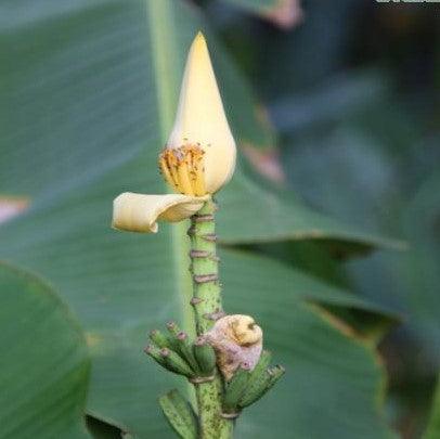Musa ornata lutea,Yellow Banana, Musa Yellow - Kadiyam Nursery
