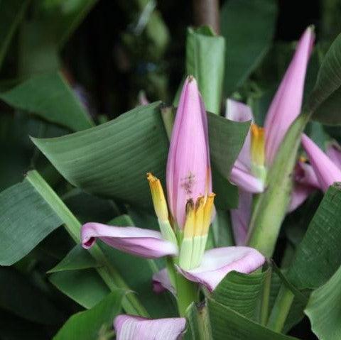 Musa ornata, Musa mexicana,Ornamental Banana Pink, Bronze Banana - Kadiyam Nursery