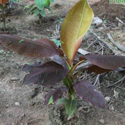 Musa ornata siam ruby,Banana Siam Ruby - Kadiyam Nursery