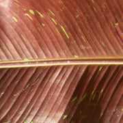Musa ornata siam ruby,Banana Siam Ruby - Kadiyam Nursery