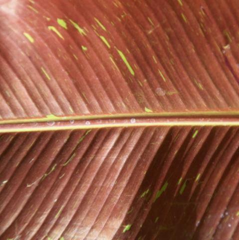 Musa ornata siam ruby,Banana Siam Ruby - Kadiyam Nursery