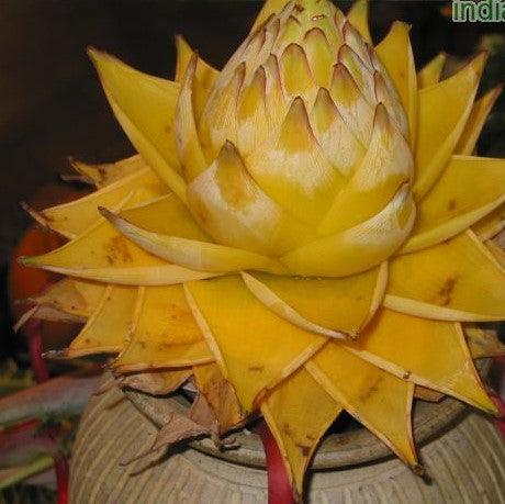 Musa species, Musella lasiocarpa - Kadiyam Nursery