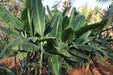 Musa velutina,Velvet Pink Banana - Kadiyam Nursery