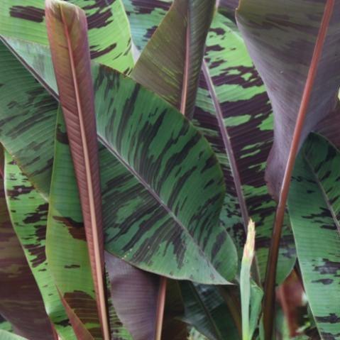 Musa zebrina,Blood Banana, Zebra Banana, Striped Banana - Kadiyam Nursery