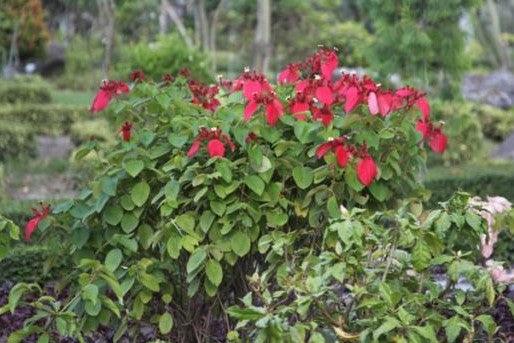 Mussaenda erthrophylla,Mussaenda, Ashanti Blood, Red Flag Bush, Tropical Dogwood, Mussaenda Red Single - Kadiyam Nursery