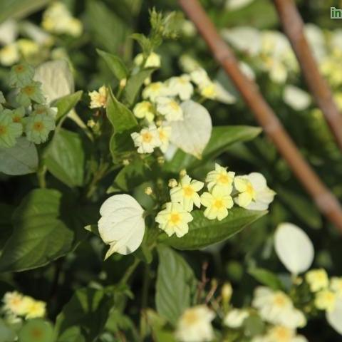 Mussaenda lutea,Mussaenda Single Yellow - Kadiyam Nursery