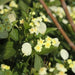 Mussaenda lutea,Mussaenda Single Yellow - Kadiyam Nursery