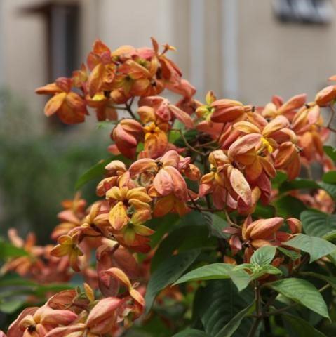 Mussaenda philippica calcutta sunrise,Mussaenda Orange - Kadiyam Nursery