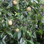 Myristica beddomei, M. dactyloides, M. fragrans,Nutmeg, Mace - Kadiyam Nursery