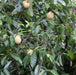 Myristica beddomei, M. dactyloides, M. fragrans,Nutmeg, Mace - Kadiyam Nursery