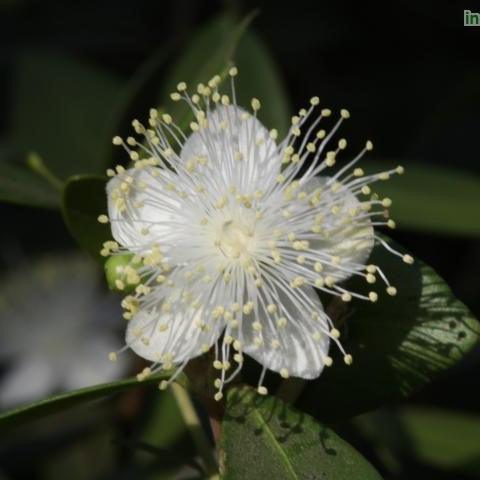 Myrtus communis,Greek Myrtle - Kadiyam Nursery