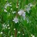 Myrtus communis,Greek Myrtle - Kadiyam Nursery