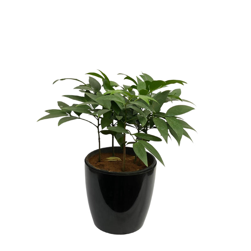 Nageia nagi plant - Kadiyam Nursery