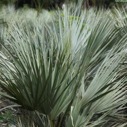 Nannarophs ritchiana,Mazari Palm - Kadiyam Nursery