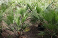 Nannarophs ritchiana,Mazari Palm - Kadiyam Nursery