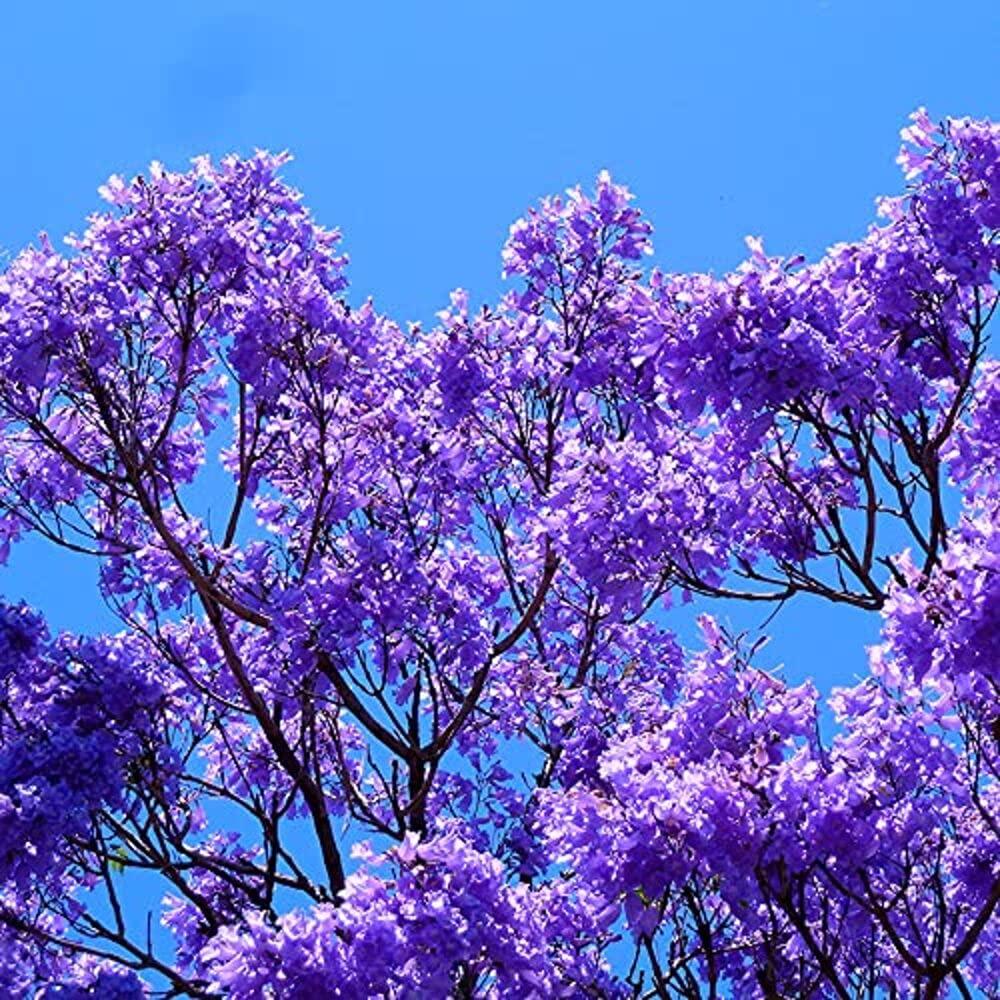 Buy the Majestic Neel Mohar Jacaranda Mimosifolia Tree Online ...