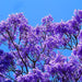 Neel Mohar, Jacaranda Mimosifolia - Plant - Kadiyam Nursery