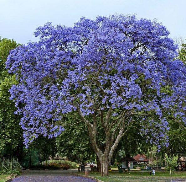 Buy the Majestic Neel Mohar Jacaranda Mimosifolia Tree Online ...