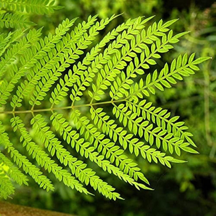 Neel Mohar, Jacaranda Mimosifolia - Plant - Kadiyam Nursery