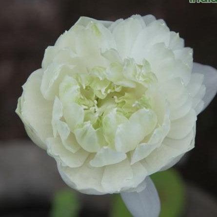 Nelumbo alba plena,Nelumbo White Double - Kadiyam Nursery