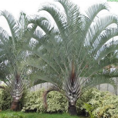 Neodypsis decaryii,Neodypsis Decaryii, Triangle Palm, Three Sided Palm - Kadiyam Nursery