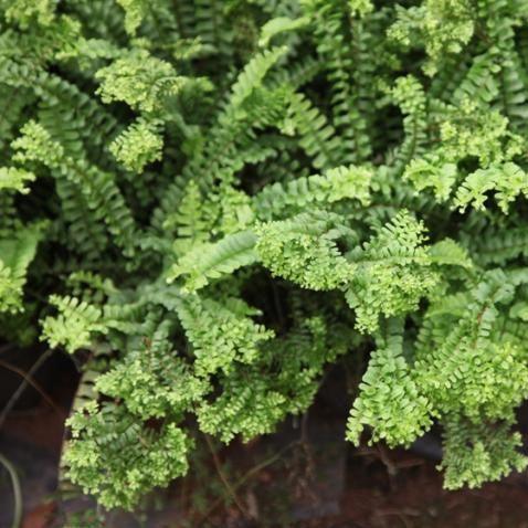 Nephrolepis acuminata crestata, N. acuminata petticoat,Crested Sword Fern, Petticoat Fern - Kadiyam Nursery