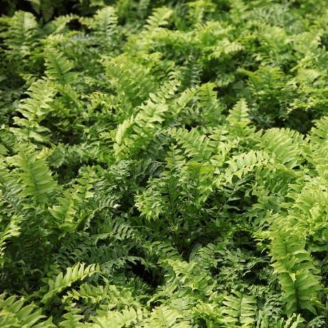 Nephrolepis biserrata aurea,Golden Fish Tail Fern - Kadiyam Nursery