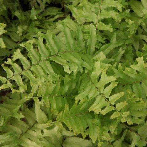 Nephrolepis biserrata compacta,Compact Fish Tail Fern - Kadiyam Nursery