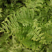 Nephrolepis biserrata compacta,Compact Fish Tail Fern - Kadiyam Nursery