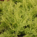 Nephrolepis dentata aurea,Dentate Fern - Kadiyam Nursery