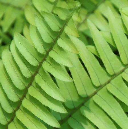 Nephrolepis exaltata aurea new,Golden Fern New - Kadiyam Nursery