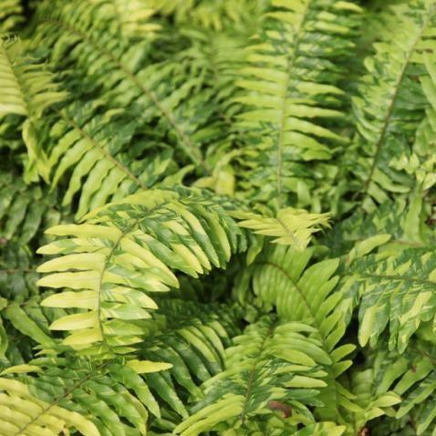 Nephrolepis exaltata aurea variegata,Variegated Golden Fern - Kadiyam Nursery