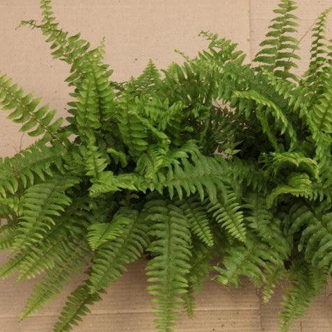 Nephrolepis exaltata bosteniensis compacta,Compact Boston Fern - Kadiyam Nursery