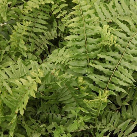 Nephrolepis exaltata undulata,Nephrolepis Undulata - Kadiyam Nursery