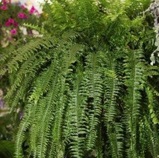 Nephrolepis exaltata undulifolia,Wavy Margin Fern - Kadiyam Nursery