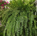 Nephrolepis exaltata undulifolia,Wavy Margin Fern - Kadiyam Nursery