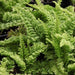 Nephrolepis exaltata whitmanii compacta,Compact Lace Fern - Kadiyam Nursery