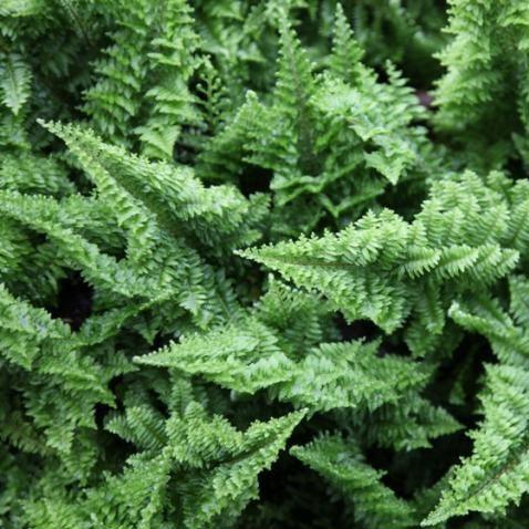 Nephrolepis exaltata whitmanii,Common Lace Fern, Large Lace Fern - Kadiyam Nursery