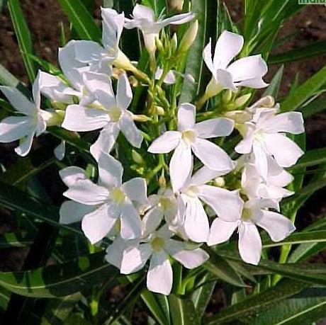 Nerium oleander album - Kadiyam Nursery