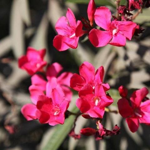 Nerium oleander carnea deep red,Nerium Deep Red Single - Kadiyam Nursery