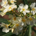 Nerium oleander flava,Nerium Cream, Nerium Yellow - Kadiyam Nursery