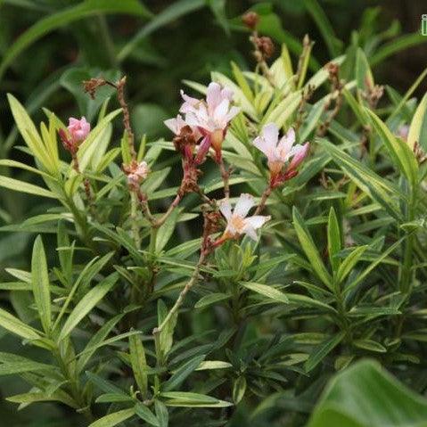 Nerium oleander petite salmon variegated,Nerium Salmon Variegated - Kadiyam Nursery