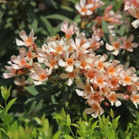 Nerium oleander petite salmon,Nerium Peach Dwarf - Kadiyam Nursery