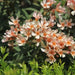 Nerium oleander petite salmon,Nerium Peach Dwarf - Kadiyam Nursery