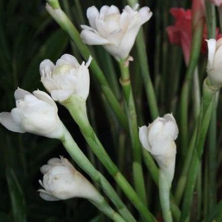 Nicolaia elatior alba, Etlingera elatior alba,White Torch Ginger - Kadiyam Nursery