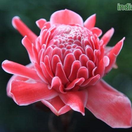 Nicolaia elatior, Etlingera elatior, Phaeomeria magnifica,Torch Ginger Pink - Kadiyam Nursery