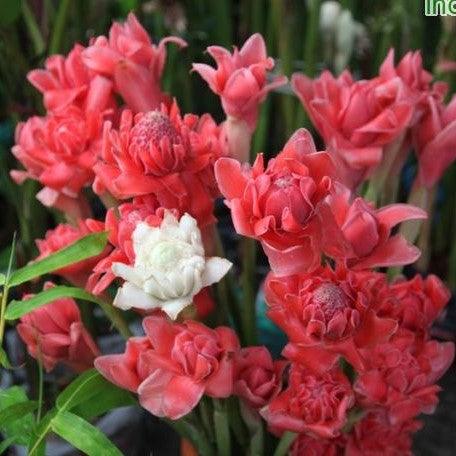 Nicolaia elatior, Etlingera elatior, Phaeomeria magnifica,Torch Ginger Pink - Kadiyam Nursery